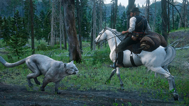 Где найти пуму в Red Dead Redemption 2 – как правильно охотиться на пуму